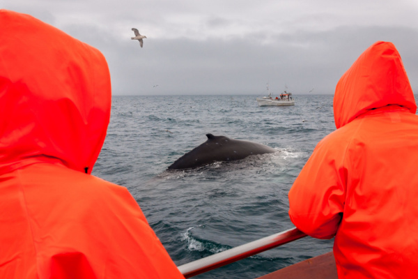 Guided tour of Iceland