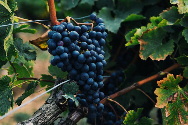 Rioja Wine Tour