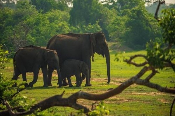 Sri Lanka Wildlife And Beach Tour