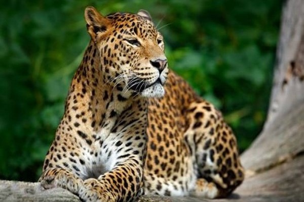 Sri Lanka Wildlife And Beach Tour