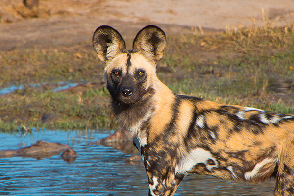 Zimbabwe Victoria Falls and Hwange
