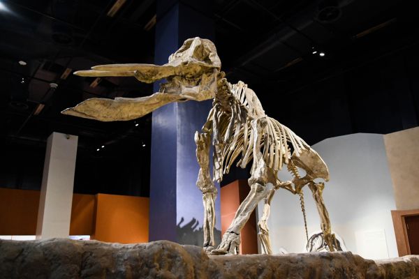 Dreams of Saudi Arabia