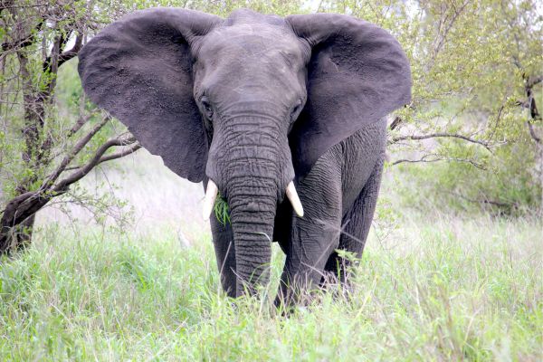 Kruger Park Explorer