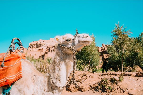 Inside Tunisia - A Cultural Immersion