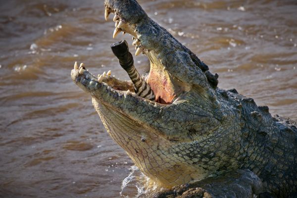 Kenya Classic (Keekorok)