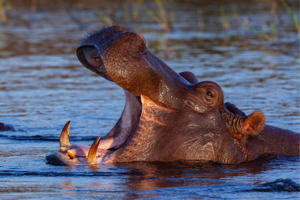 Zimbabwe Victoria Falls and Chobe