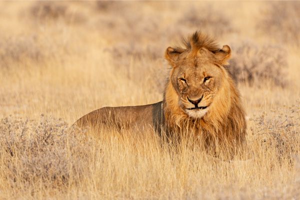 Etosha and Zambezi