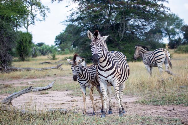 South Africa Odyssey