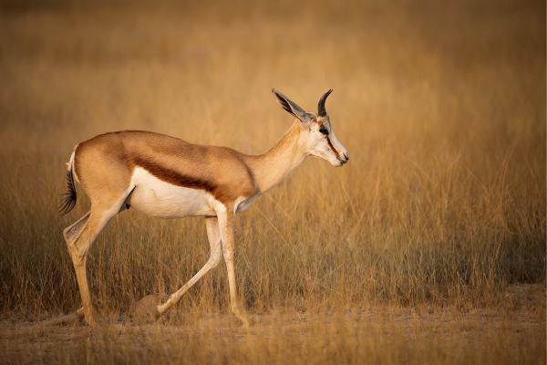 Etosha and Zambezi
