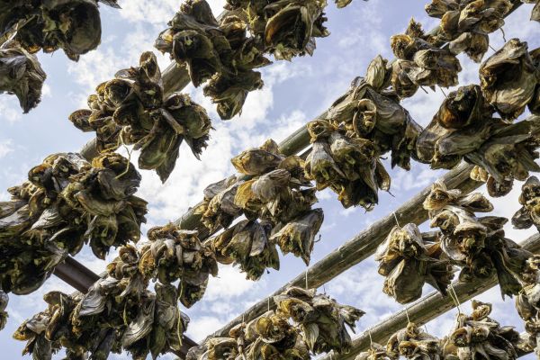 Northern Islands Eco Express