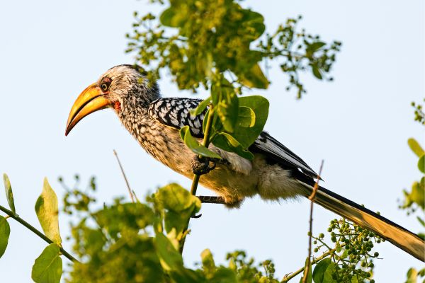 Etosha and Zambezi