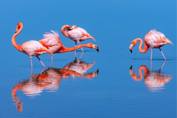 Galapagos Islands