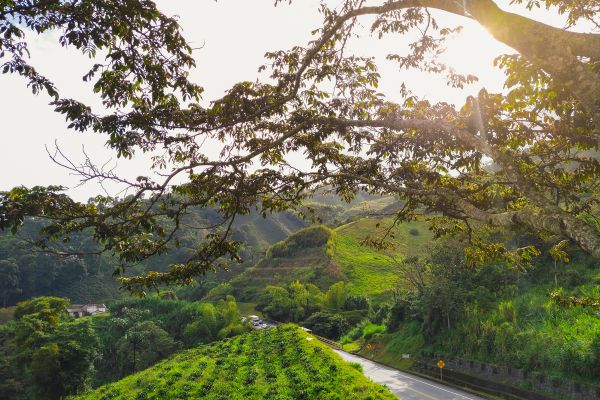 Colombian Discovery: Coffee, Culture, and Caribbean Charm