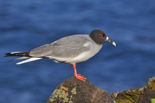 Galapagos Islands