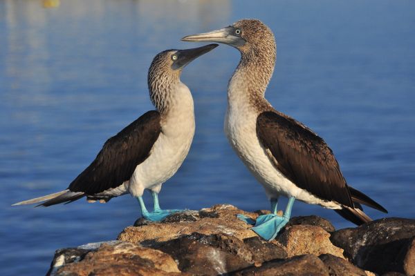 Galapagos Essentials