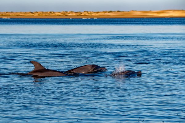 Watch Dolphin on Oman’s magic coastline