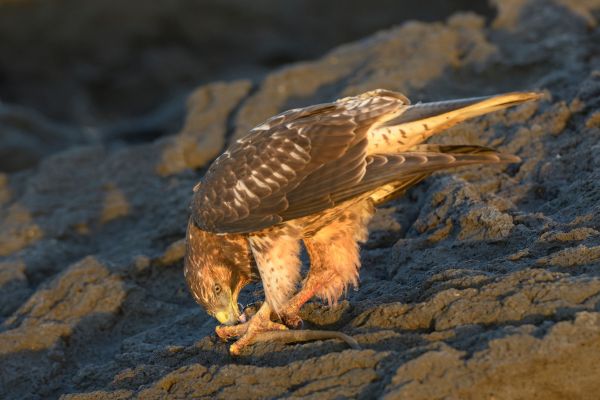 Galapagos Islands