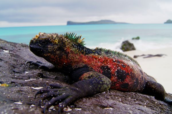 Galapagos Islands