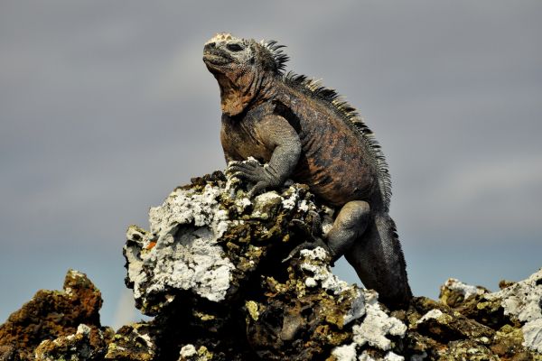 Galapagos Essentials
