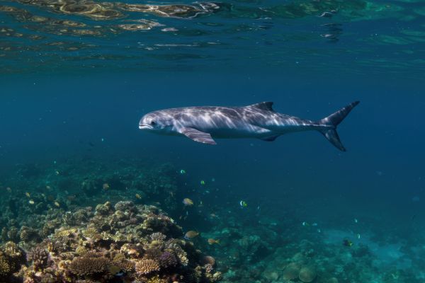 Watch Dolphin on Oman’s magic coastline