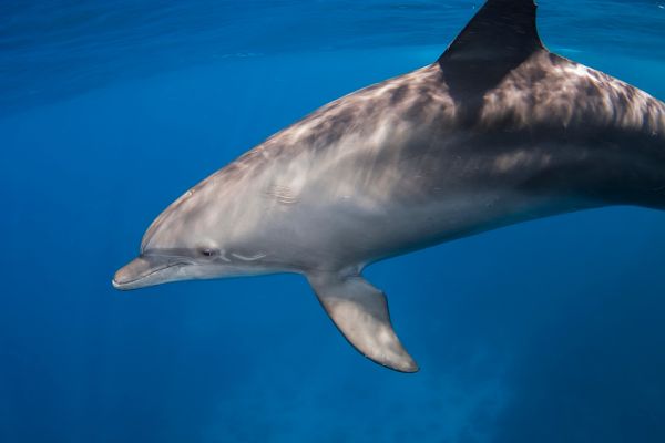 Watch Dolphin on Oman’s magic coastline