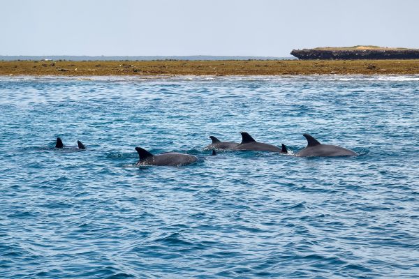 Watch Dolphin on Oman’s magic coastline