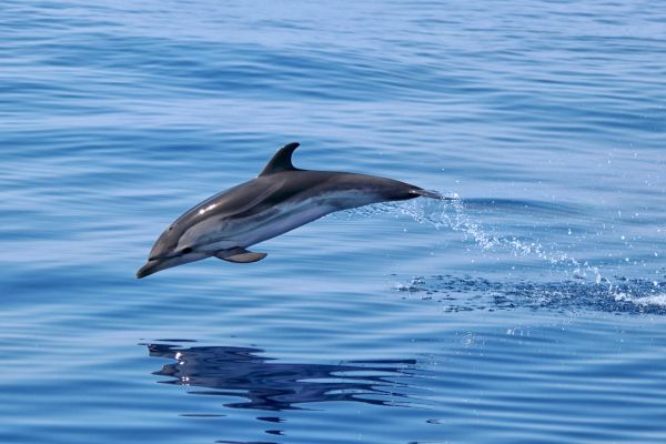 Watch Dolphin on Oman’s magic coastline