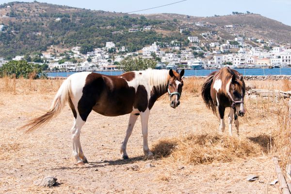 Immerse Patmos Island