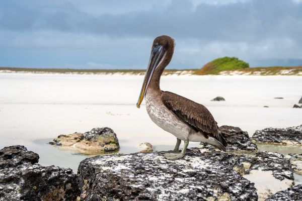Galapagos Islands
