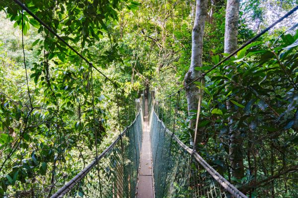 Immerse Taman Negara (Lata Berkoh)