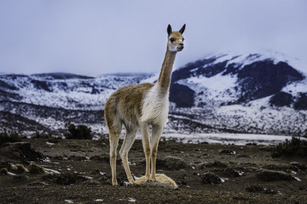 Ecuador Trekking The Avenue of Volcanos