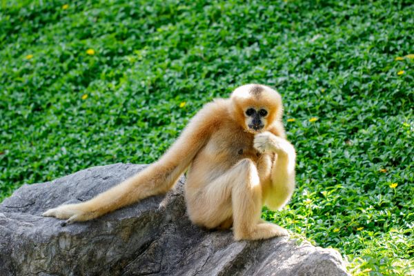 Angkor to the Coast: A Cambodian Tapestry