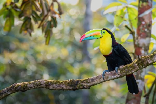 Between Jungle, Beaches and Volcanos
