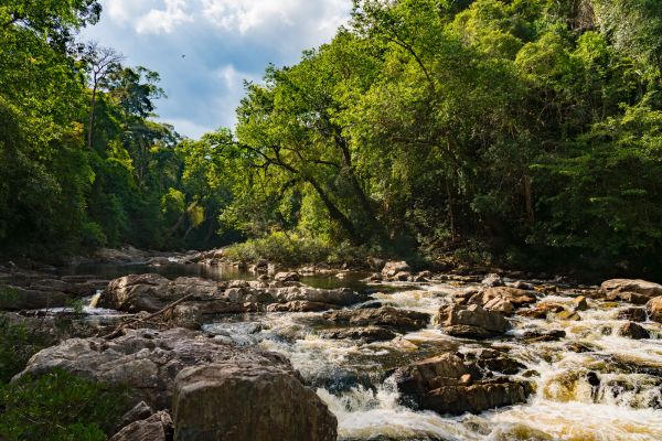 Immerse Taman Negara (Lata Berkoh)