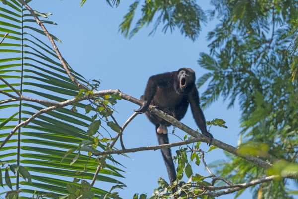 Between Jungle, Beaches and Volcanos