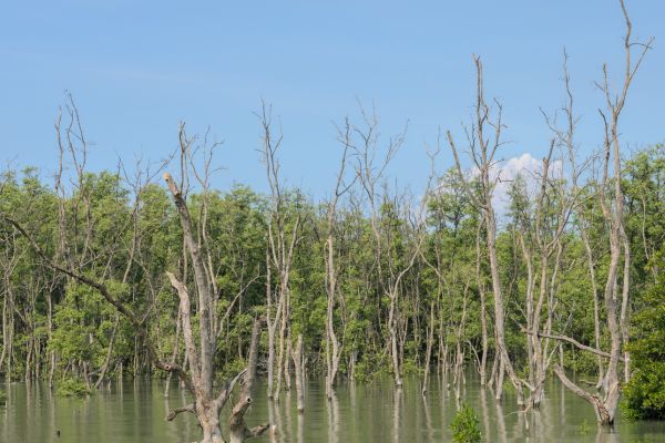Mangrove Paddling Adventure
