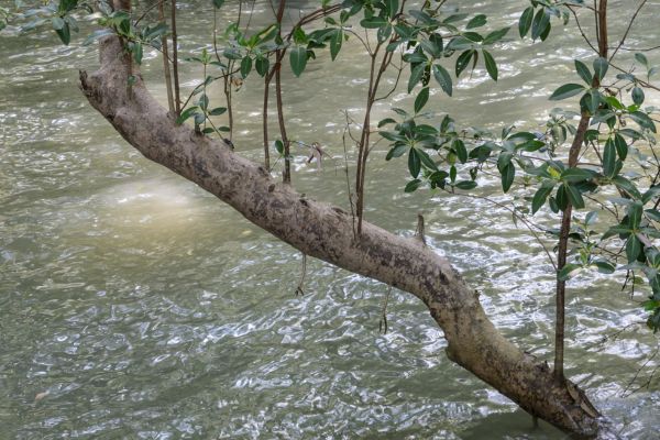 Mangrove Paddling Adventure