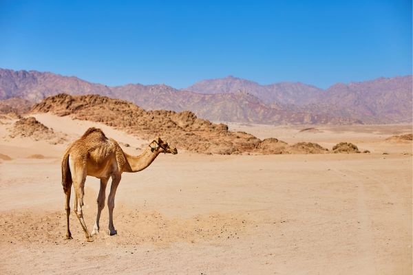 Desert Safari Spectacle