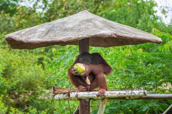 Explore Sarawak