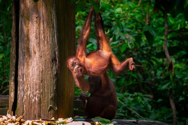 Explore Sarawak