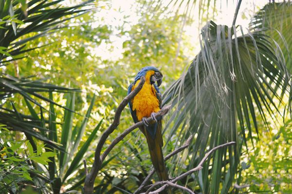 Between Jungle, Beaches and Volcanos