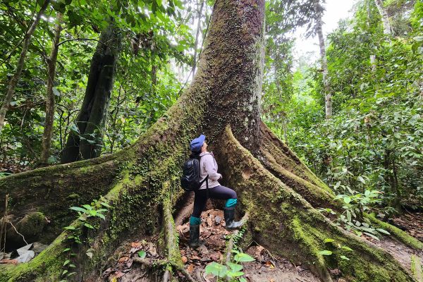 Immerse Tabin Wildlife Safari