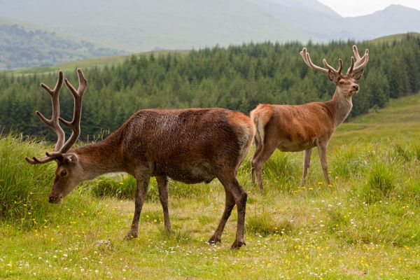 Western Wonders of Scotland