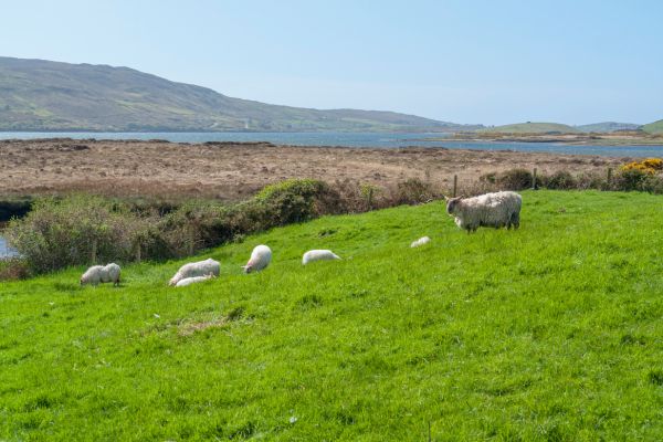 Conquer the Causeway Coast