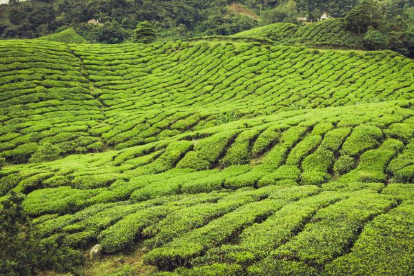 Malaysia Peninsula Round Trip