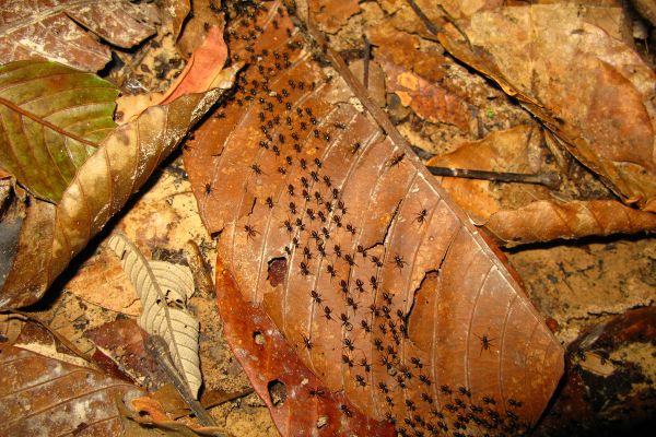 Malaysia Peninsula Round Trip