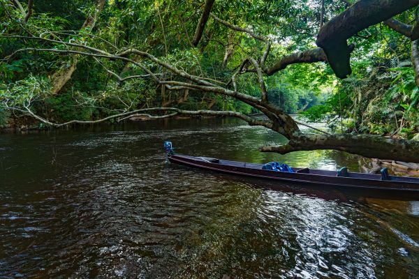 Immerse Taman Negara (Lata Berkoh)