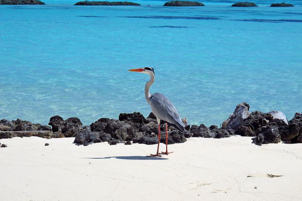 Galapagos Multisports