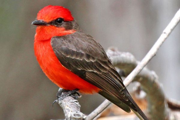 The Best of Galapagos