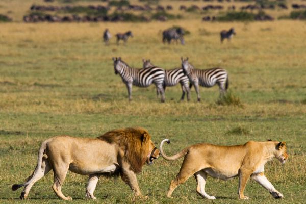 Serengeti's Endless Plains and Ngorongoro's Wonder